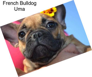 French Bulldog Uma