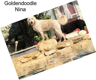 Goldendoodle Nina