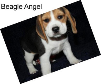 Beagle Angel
