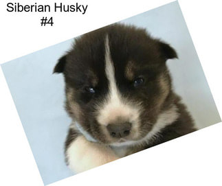 Siberian Husky #4