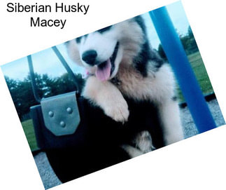 Siberian Husky Macey