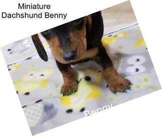 Miniature Dachshund Benny