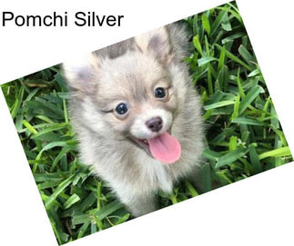 Pomchi Silver