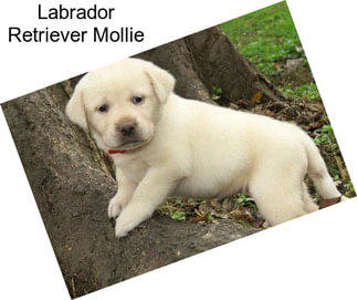 Labrador Retriever Mollie