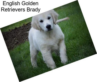 English Golden Retrievers Brady