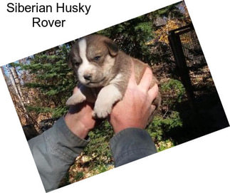 Siberian Husky Rover
