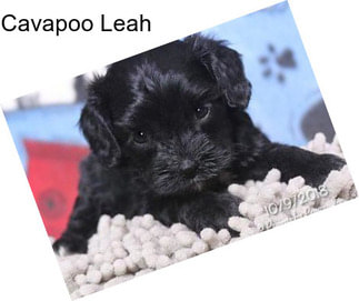 Cavapoo Leah