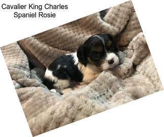 Cavalier King Charles Spaniel Rosie