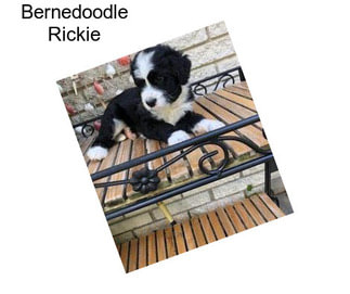 Bernedoodle Rickie