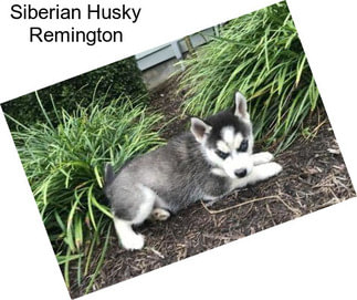 Siberian Husky Remington