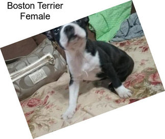 Boston Terrier Female