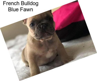 French Bulldog Blue Fawn