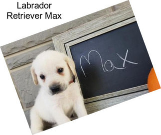 Labrador Retriever Max