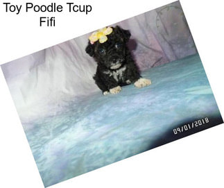 Toy Poodle Tcup Fifi