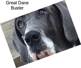 Great Dane Buster