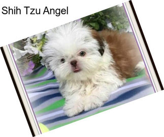 Shih Tzu Angel