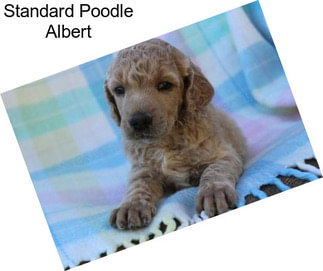 Standard Poodle Albert