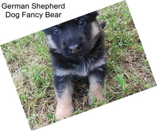 German Shepherd Dog Fancy Bear