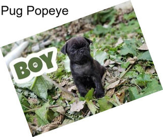 Pug Popeye