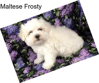 Maltese Frosty