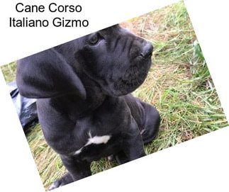 Cane Corso Italiano Gizmo