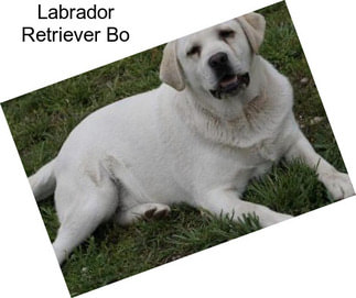 Labrador Retriever Bo