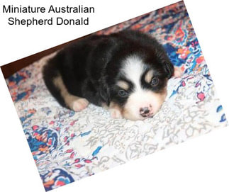 Miniature Australian Shepherd Donald