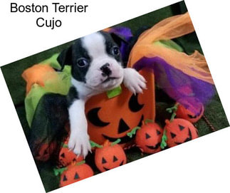 Boston Terrier Cujo