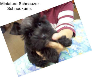 Miniature Schnauzer Schnookums