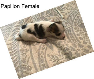 Papillon Female