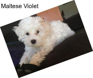 Maltese Violet