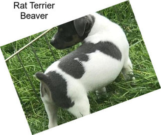 Rat Terrier Beaver