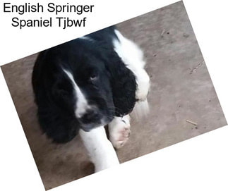 English Springer Spaniel Tjbwf