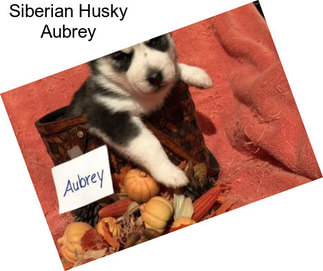 Siberian Husky Aubrey