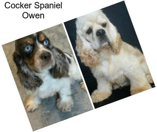 Cocker Spaniel Owen