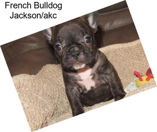 French Bulldog Jackson/akc
