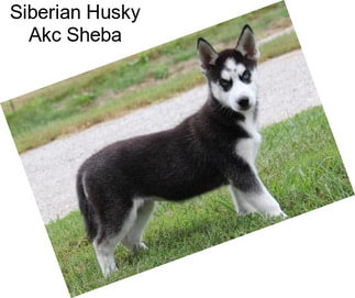 Siberian Husky Akc Sheba