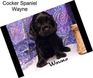 Cocker Spaniel Wayne