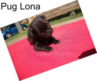 Pug Lona