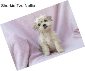 Shorkie Tzu Nellie