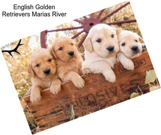 English Golden Retrievers Marias River