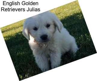 English Golden Retrievers Julias