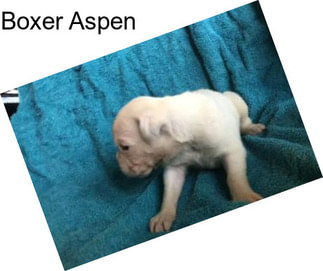 Boxer Aspen