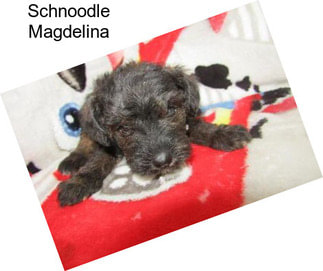 Schnoodle Magdelina