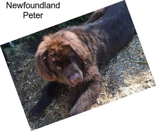 Newfoundland Peter