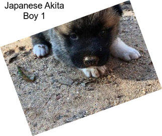 Japanese Akita Boy 1