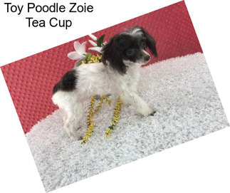 Toy Poodle Zoie Tea Cup