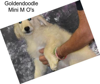 Goldendoodle Mini M O\'s