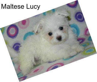 Maltese Lucy