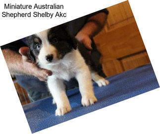 Miniature Australian Shepherd Shelby Akc